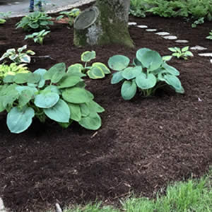 Professional Local Landscaping & Design Services