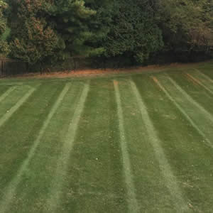 Professional Local Lawn Maintenance Services