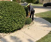 Shrub-prunning