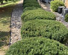 Shrub-prunning3