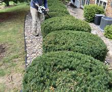 Shrub-prunning4